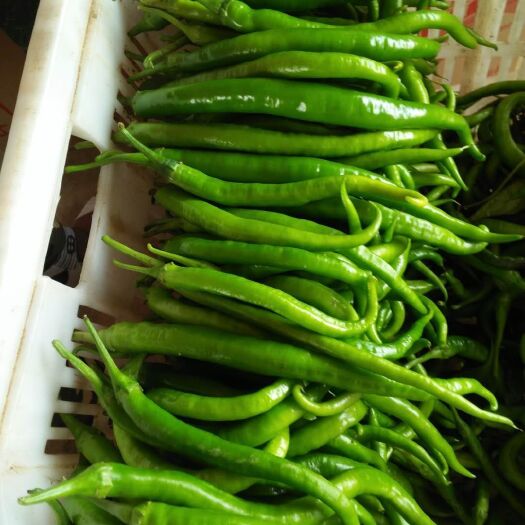 景洪市薄皮椒 15~20cm 中辣 靑色 