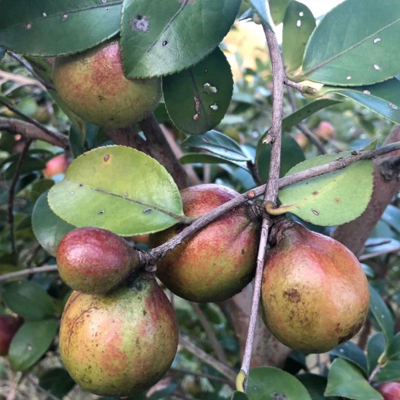 油茶树苗  油茶苗