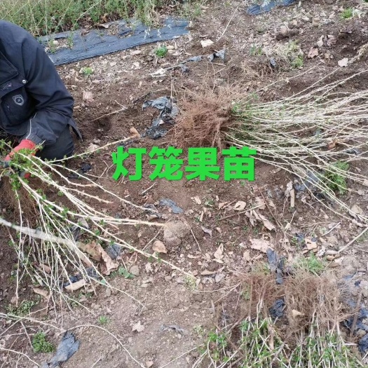 白山灯笼果，灯笼果苗，高度50到1米之间