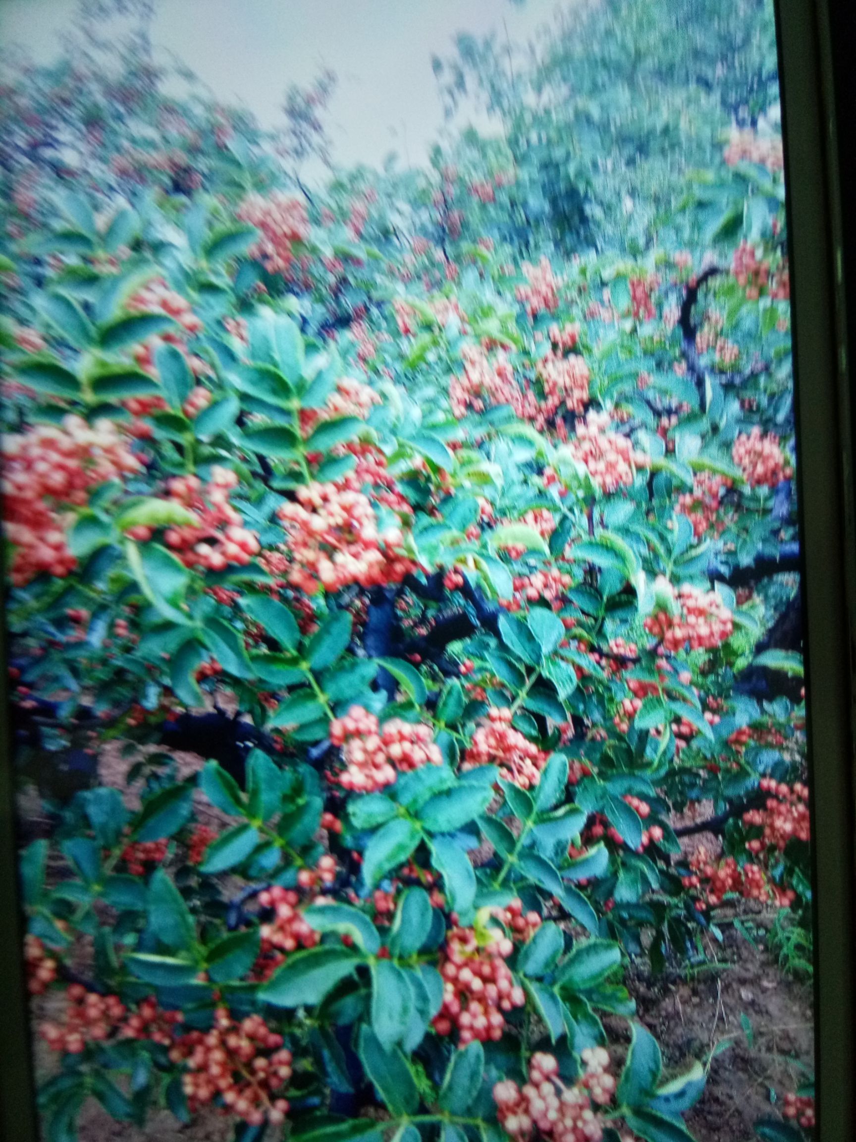韩城大红袍花椒苗，大红袍品种，