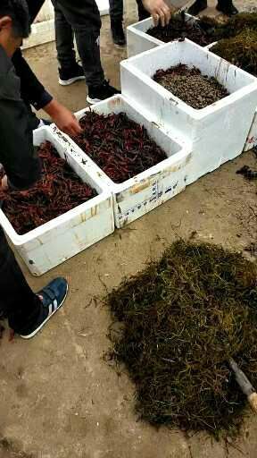 沭阳县清水小龙虾 4-6钱 人工养殖 