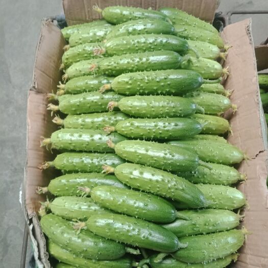 锦州水黄瓜 15~25cm 