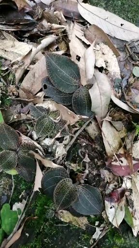 连山县金钱莲 