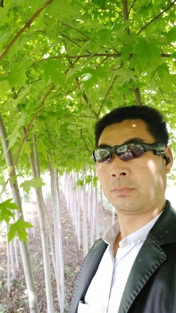武功县美国红枫 