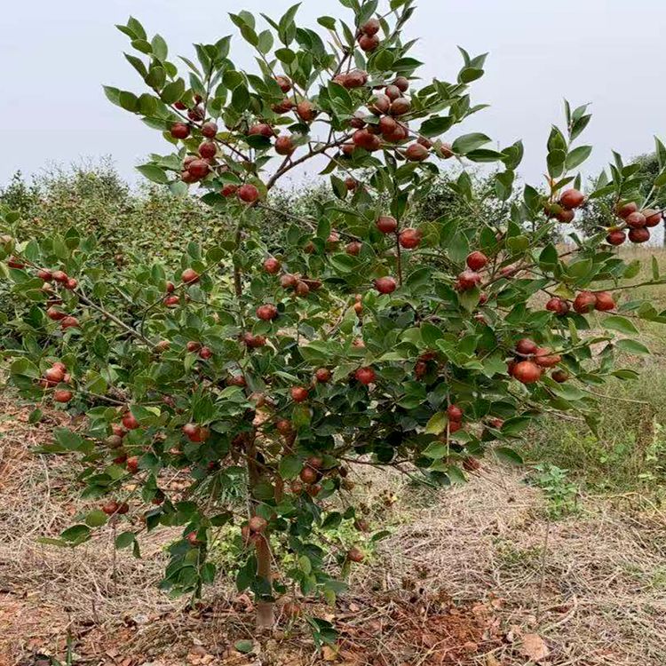 油茶树苗  油茶苗