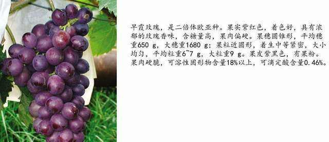 德州 早霞玫瑰，口味甘甜，有些绿色食品，有需要请和我联系