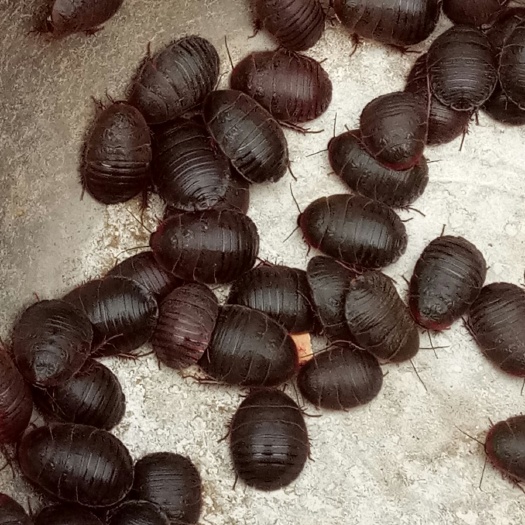 曹县中华土元活体大母虫