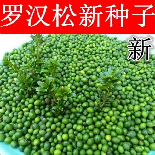 郯城县罗汉松种子 雀舌小叶罗汉松