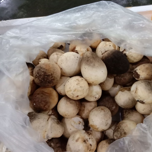 苏州草菇 鲜货 混级统货 野生 
