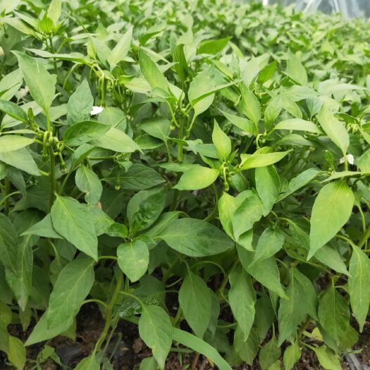 雅安二荆条辣椒苗 8～10片真叶 