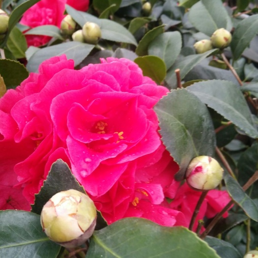沭阳县茶花树 80~100cm