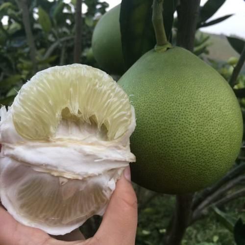 梅州柚树苗  柚子苗  嫁接苗 水晶柚苗