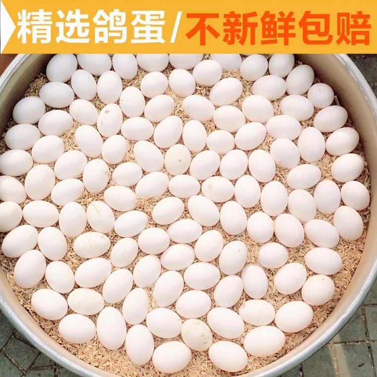 肉鸽蛋 食用 散装 
