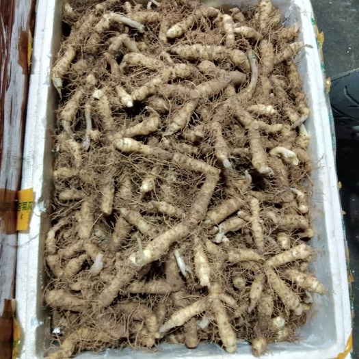 广州湘玉竹 