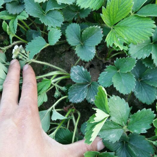 南通红颜草莓苗 10公分以下 地栽苗 