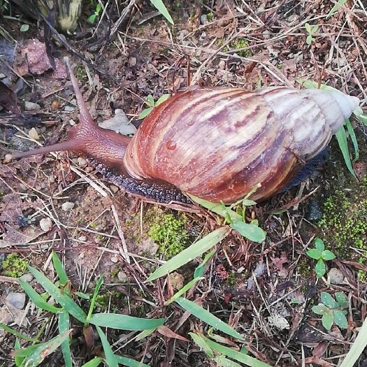 珠海玛瑙蜗牛 成牛壳体长6厘米以上