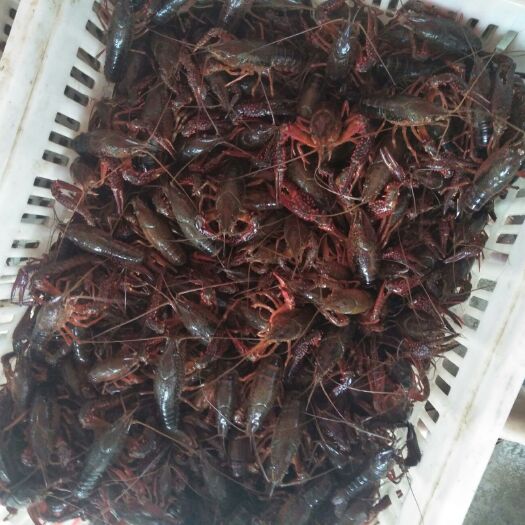 沅江市青红虾 5-7钱 稻田虾 