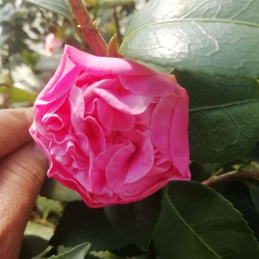 漳平市山茶花 10cm以下 