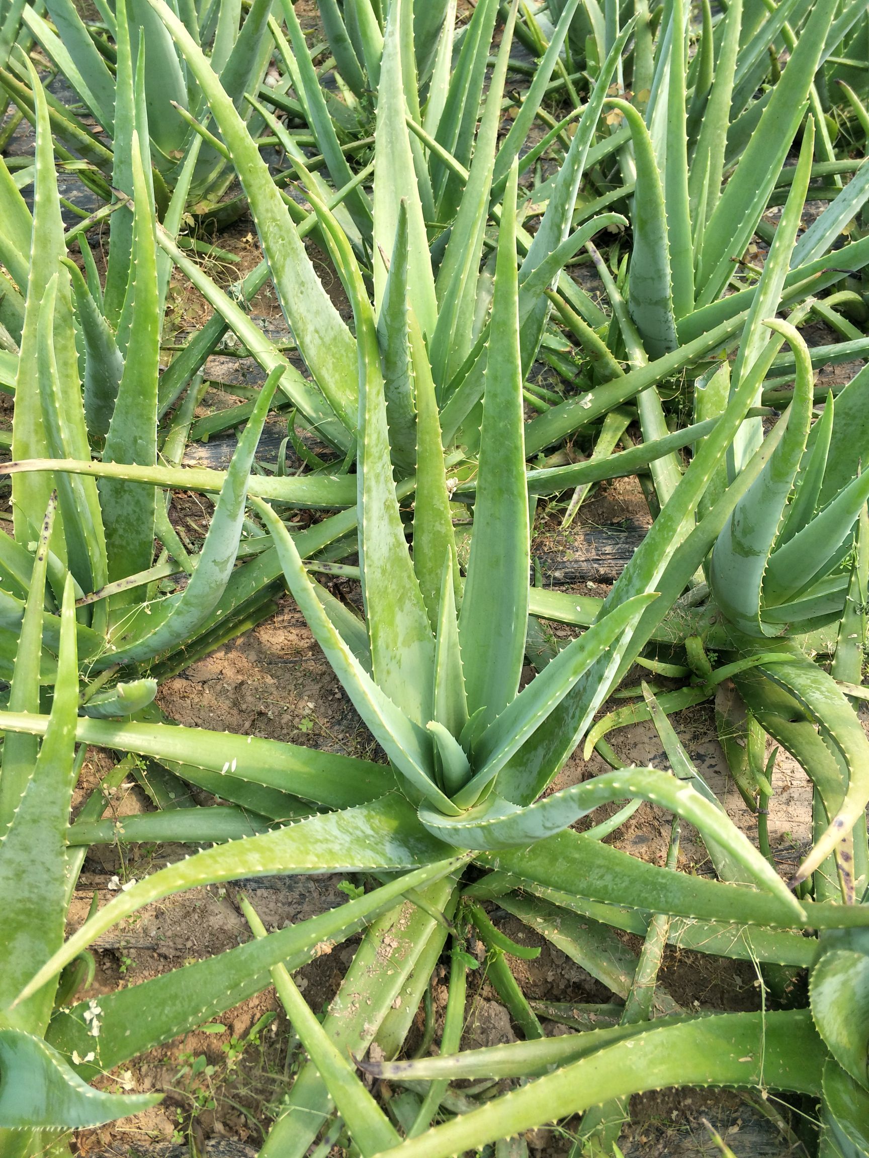 库拉索芦荟 20cm以上