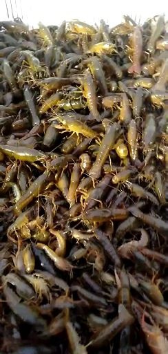 洪湖市龙虾苗 