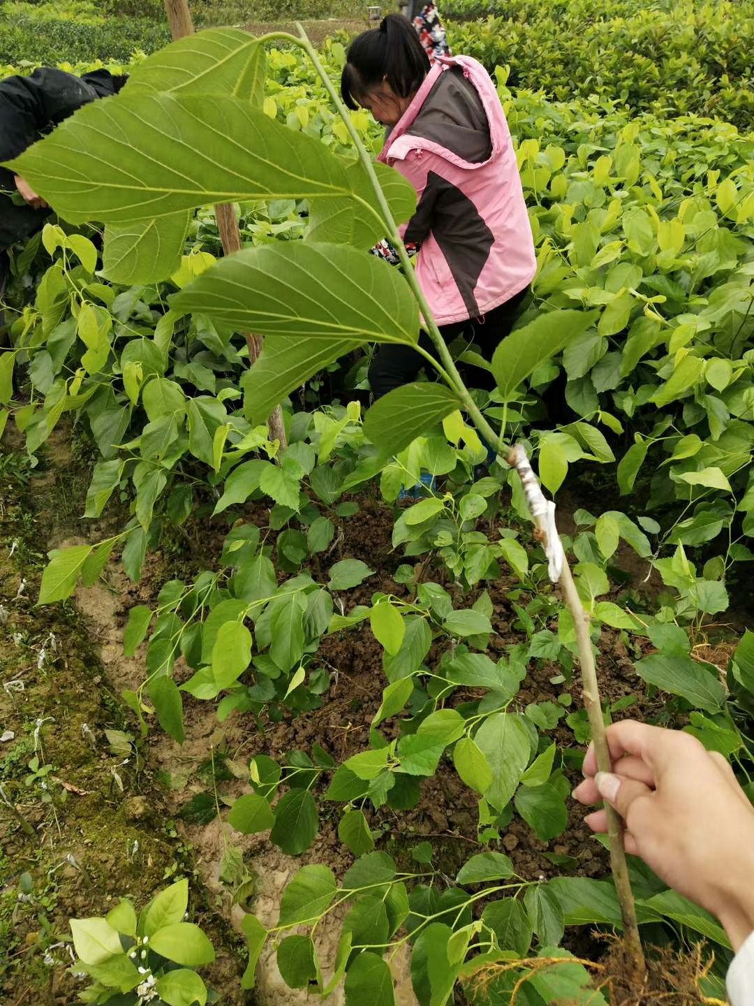 台湾长果桑树苗