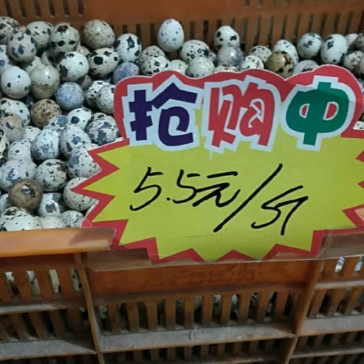 莒南县土鹌鹑蛋 食用 散装 