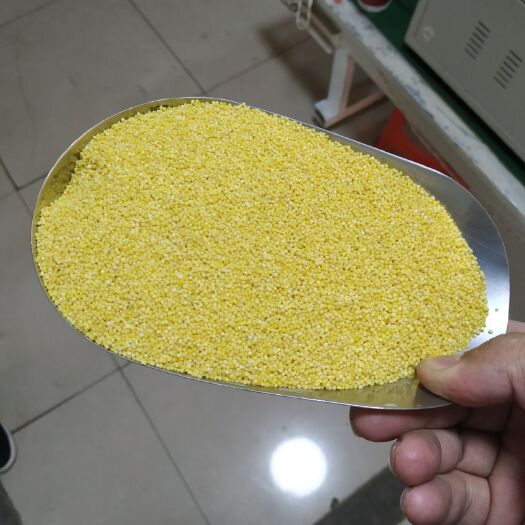 武安市黄金苗小米