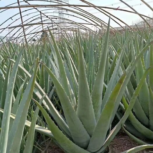 周口 库拉索芦荟美容专用灌肤面膜室内绿植盆栽净化空气食用30斤以上