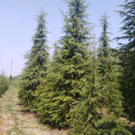 汝南县普通雪松  4米雪松，基地直供，成活率高