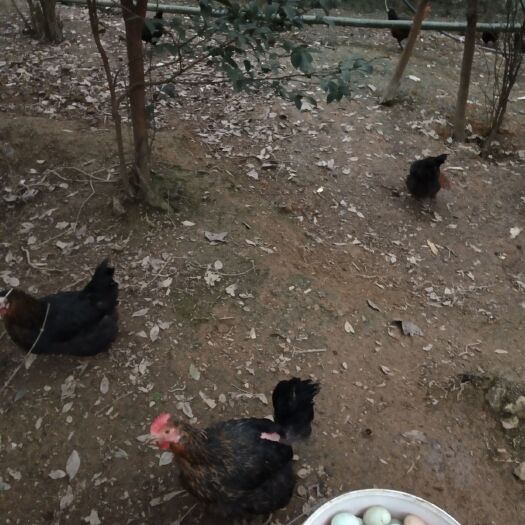 松桃县绿壳鸡蛋 食用 礼盒装 