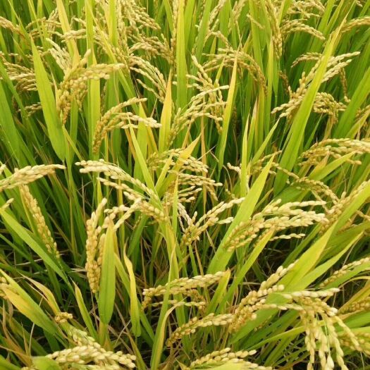 粳稻谷  长圆粒新丰二号水稻，保质保量精选机去杂去石，出米率