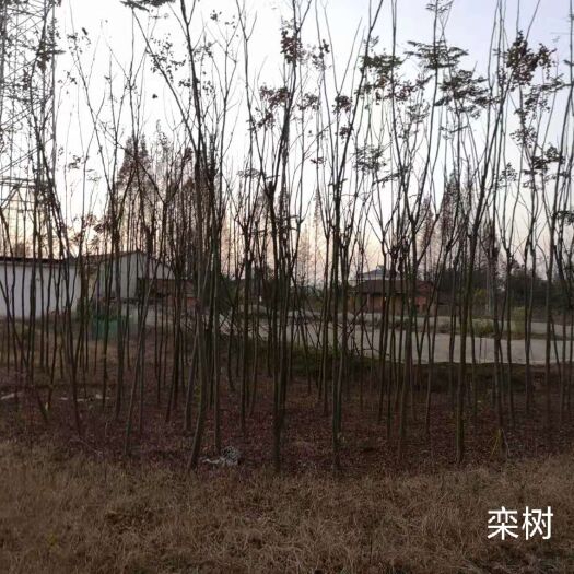 益阳黄山栾树 