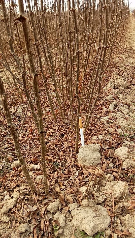 韩城大红袍花椒苗，大红袍品种，