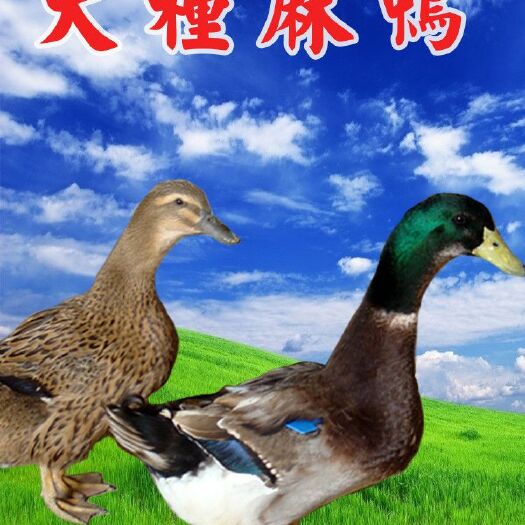 南宁麻鸭苗
