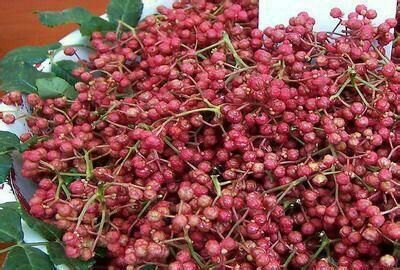 平邑县 大红袍花椒树苗篱笆墙狮子头花椒小苗花椒苗地栽花椒果树苗包邮