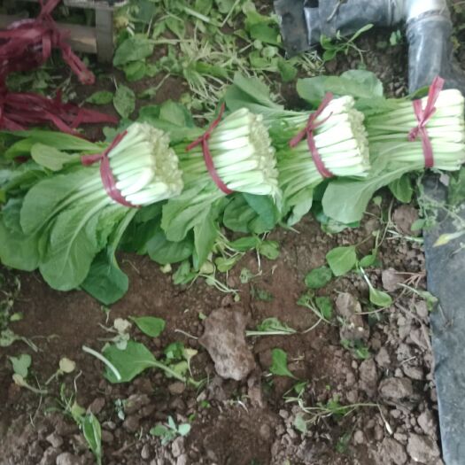 锦州无筋小白菜 20~25cm 