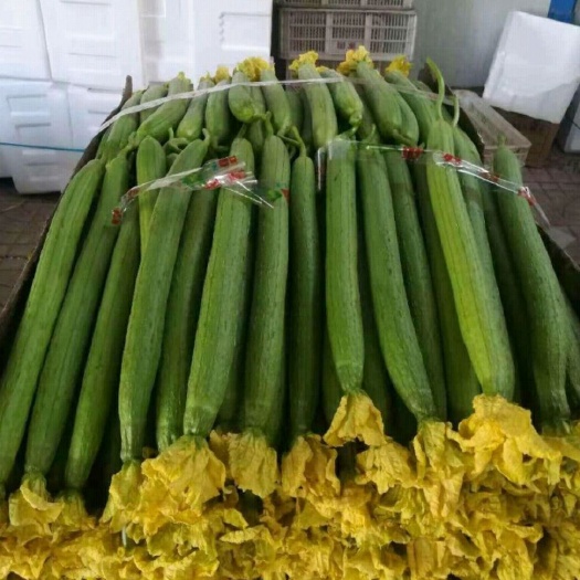 寿光市 鲜花丝瓜，条直色绿花鲜品像一流长度适中量大可长期供应