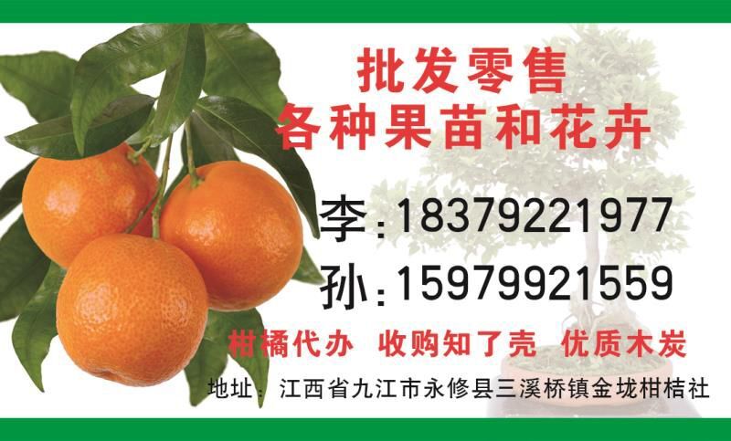 永修县大分一号柑桔苗 移栽苗 0.5~1米 