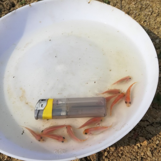 台山市彩虹鲷 快大品种红罗非彩虹雕鱼苗