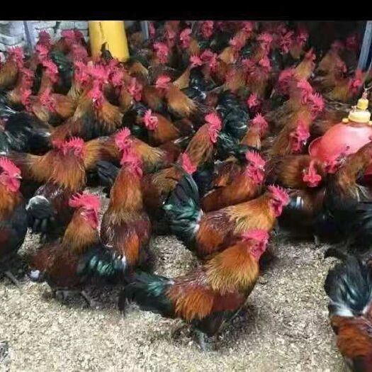 昆明黑瑶鸡苗  正宗黑瑶土鸡苗，已打马利克疫苗，全程免费技术指导