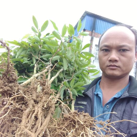 灵山县桂味荔枝苗 