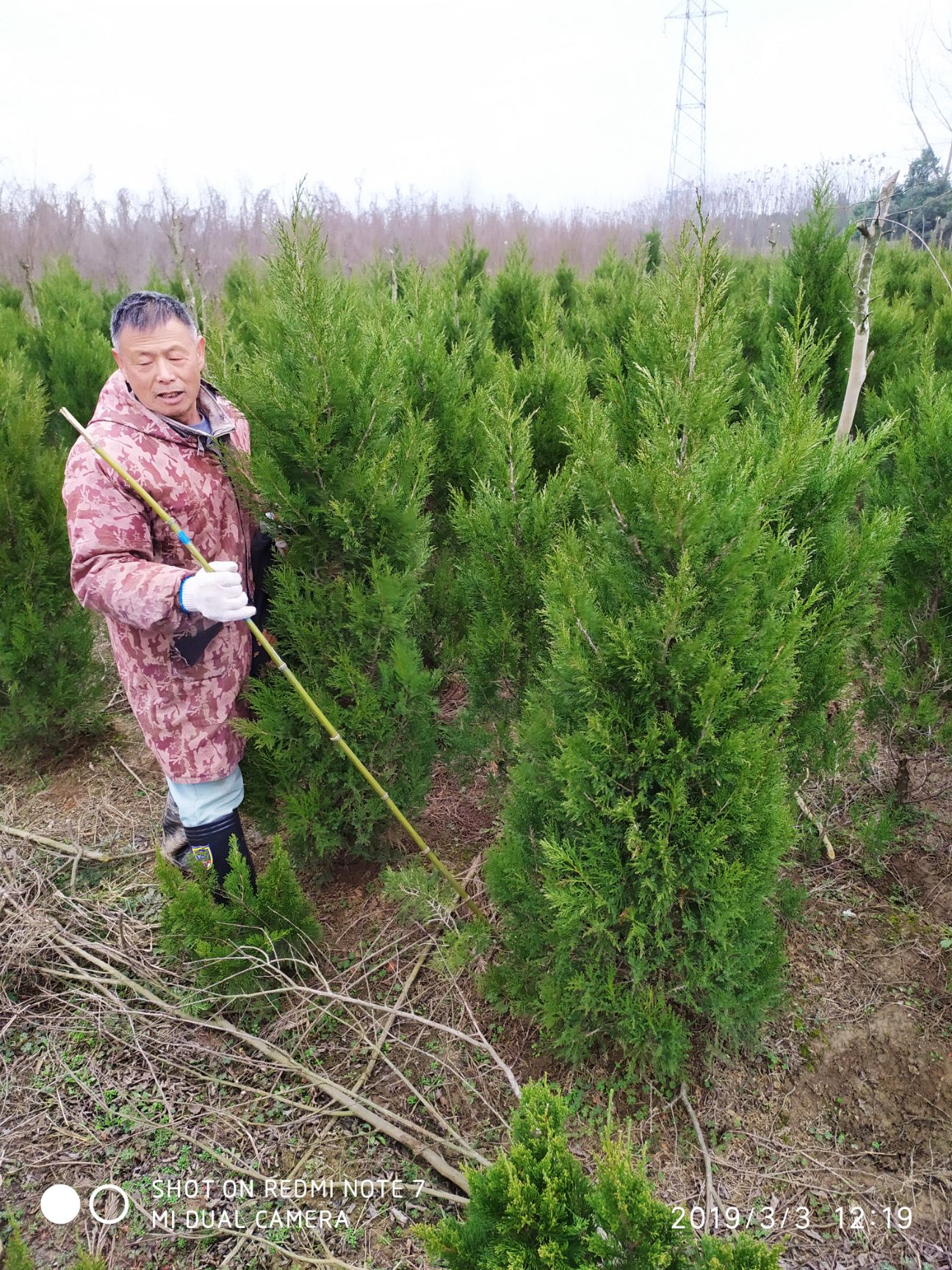 塔柏 安徽1.8米塔柏种植基地 塔柏产地批发