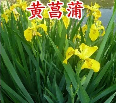 沭阳县黄菖蒲 