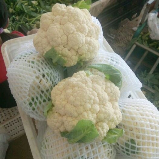 通许县白花菜花 紧密 河南省开封市通许县 2~3斤
