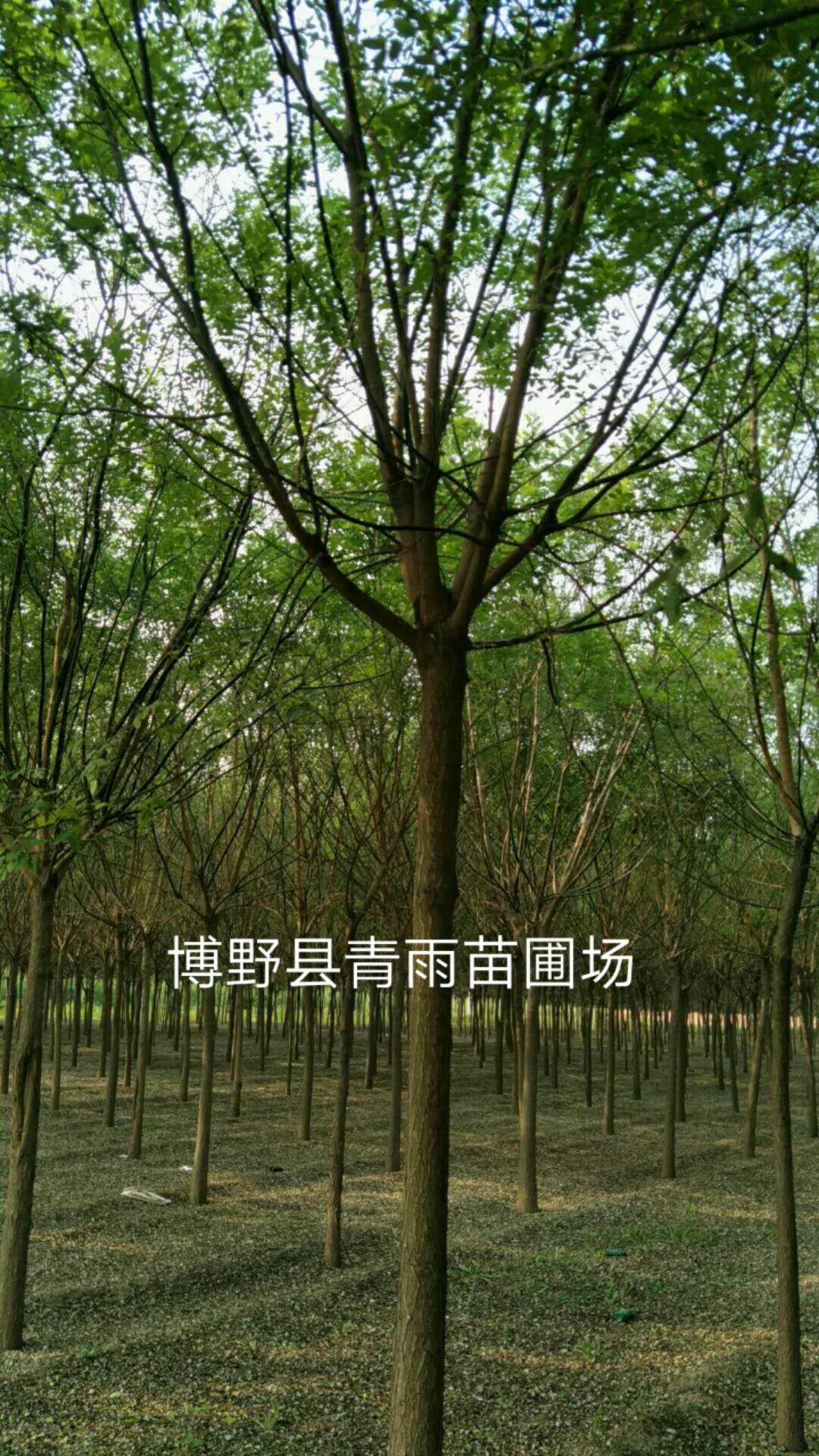 国槐 要找好，请找博青雨苗圃