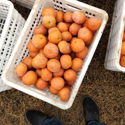 南宁茂谷柑 6.5 - 7cm 3两以上 