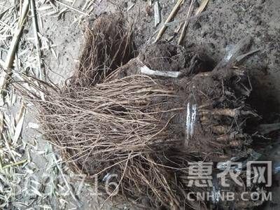 岷县当归种苗 