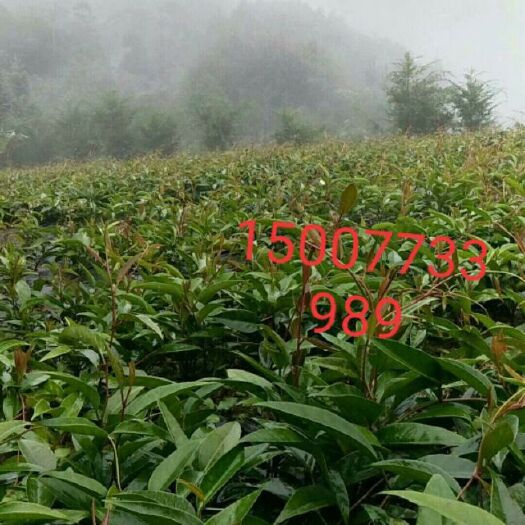 资源县粉红黑老虎苗 布福娜黑老虎二年苗6块一棵