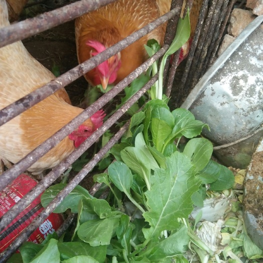 涟水县土鸡蛋 食用 简包装 