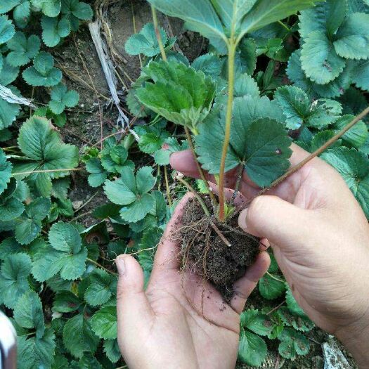 泰安 优质脱毒草莓苗 品种纯正 质量保证